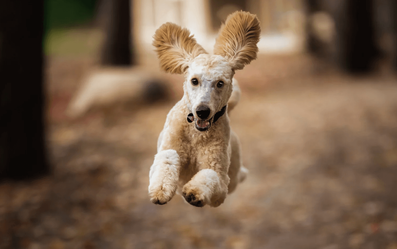 Happy dog bounding along an autumn path