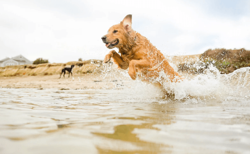 Dog jumping in the sea at Hornsea