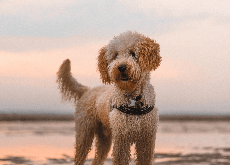 Dog on a beach with sunset at Staithes