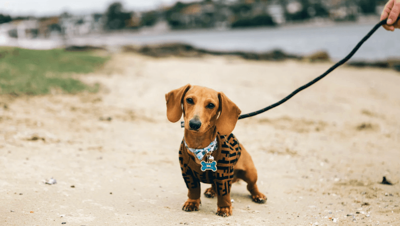 Dog enjoying peaceful time on the beach