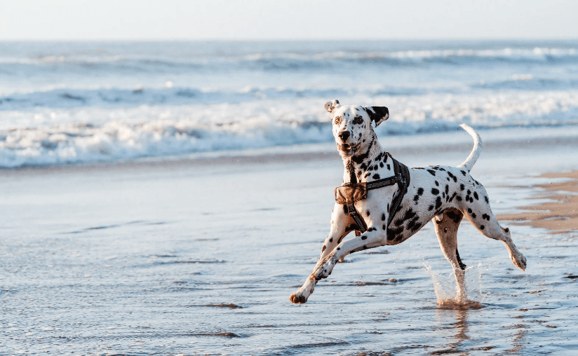 Dog running along the beach