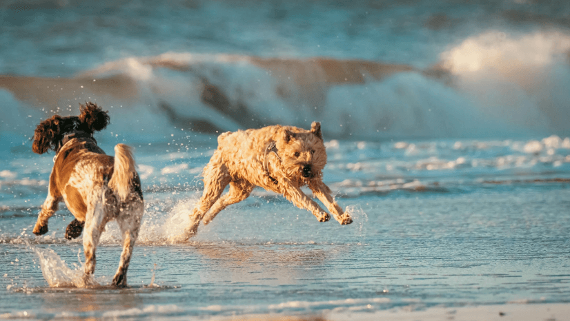 Dogs playing among waves on beach