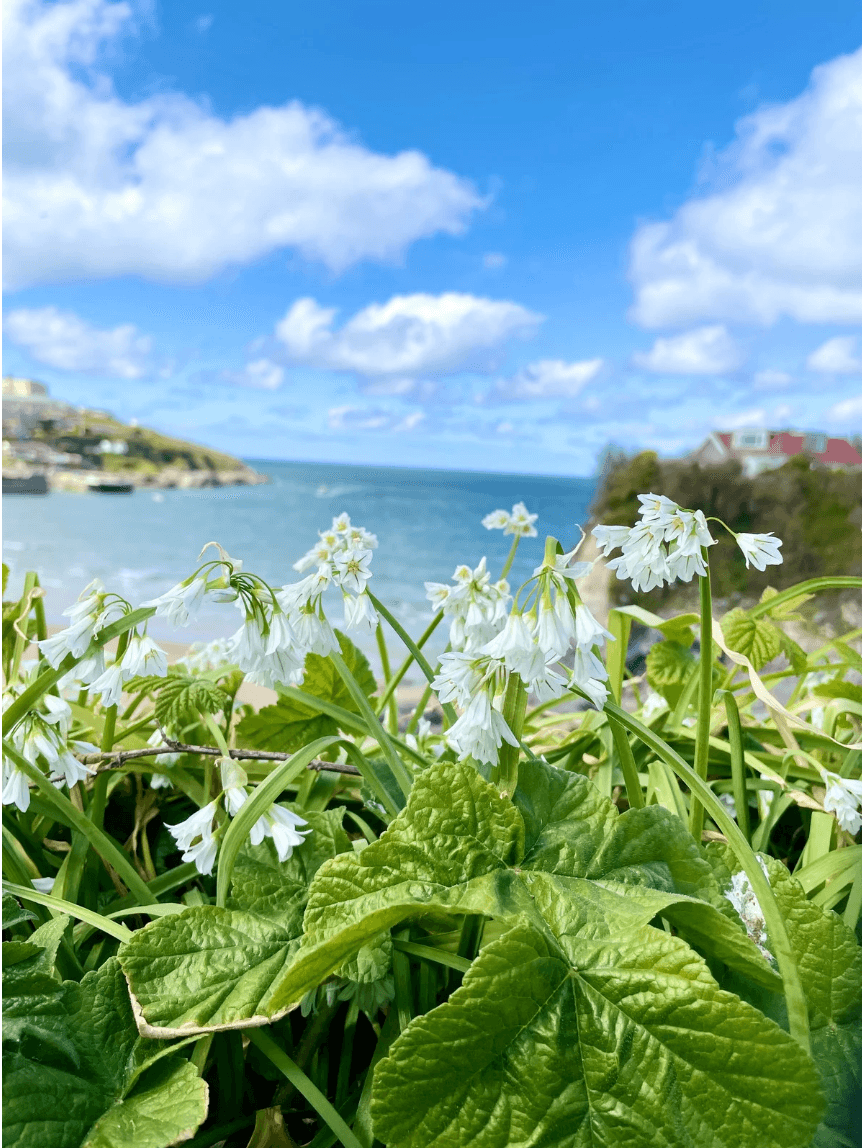 A picturesque cove with lush greenery in Cornwall