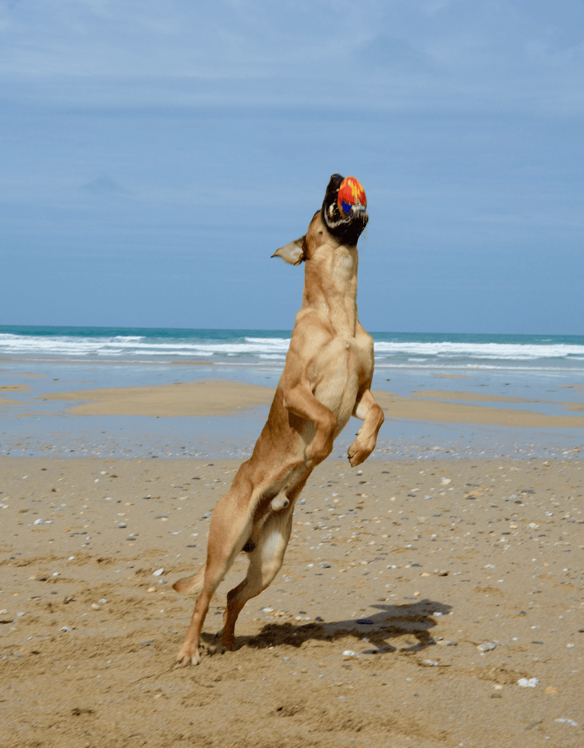A joyful dog catching a ball on a sandy Cornwall beach