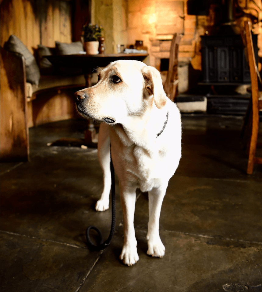 Dog in a cosy Cotswolds pub