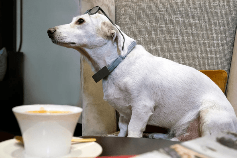 Dog in hotel lobby with coffee mug