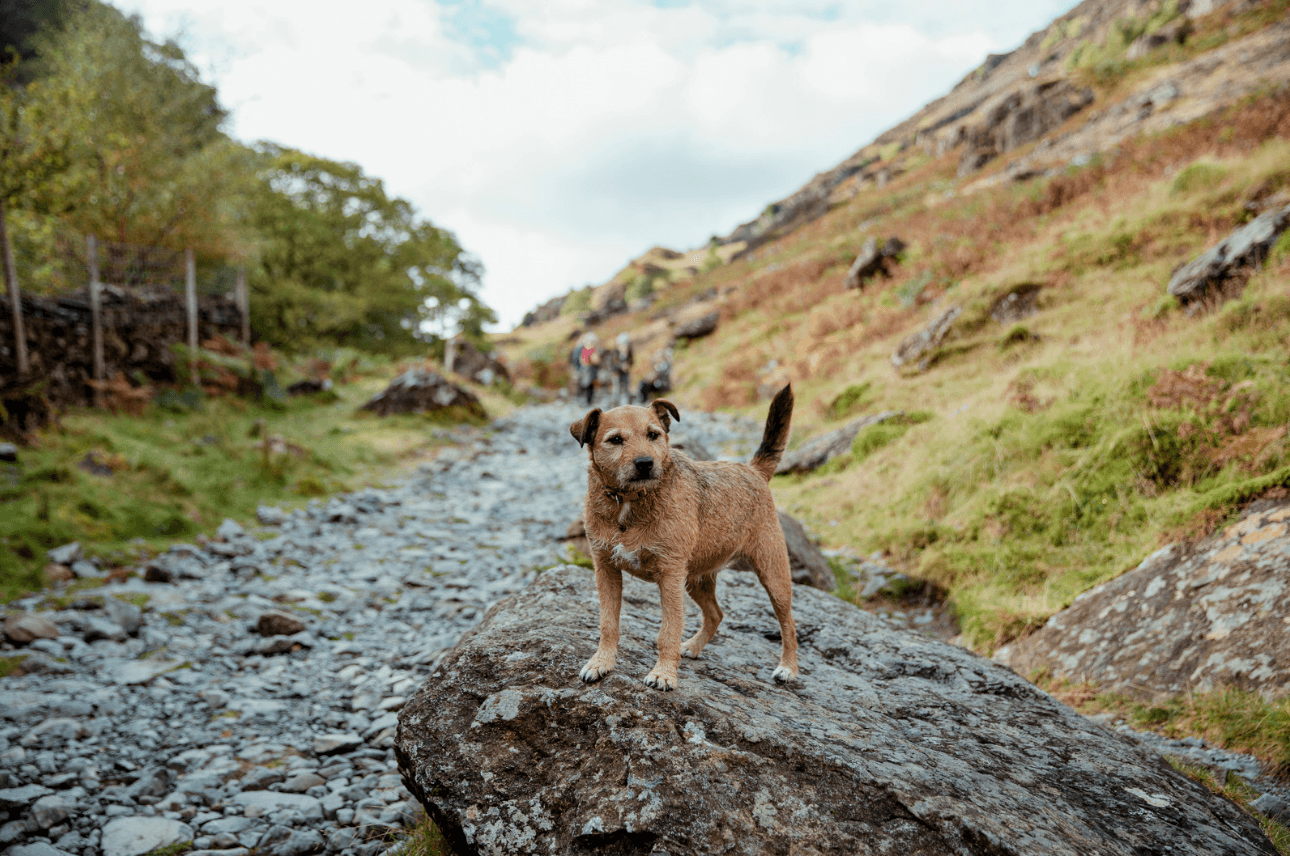Dog on a picturesque hike