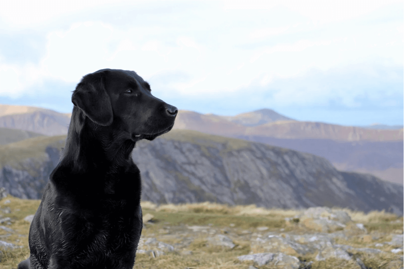 Dog with mountains in the background