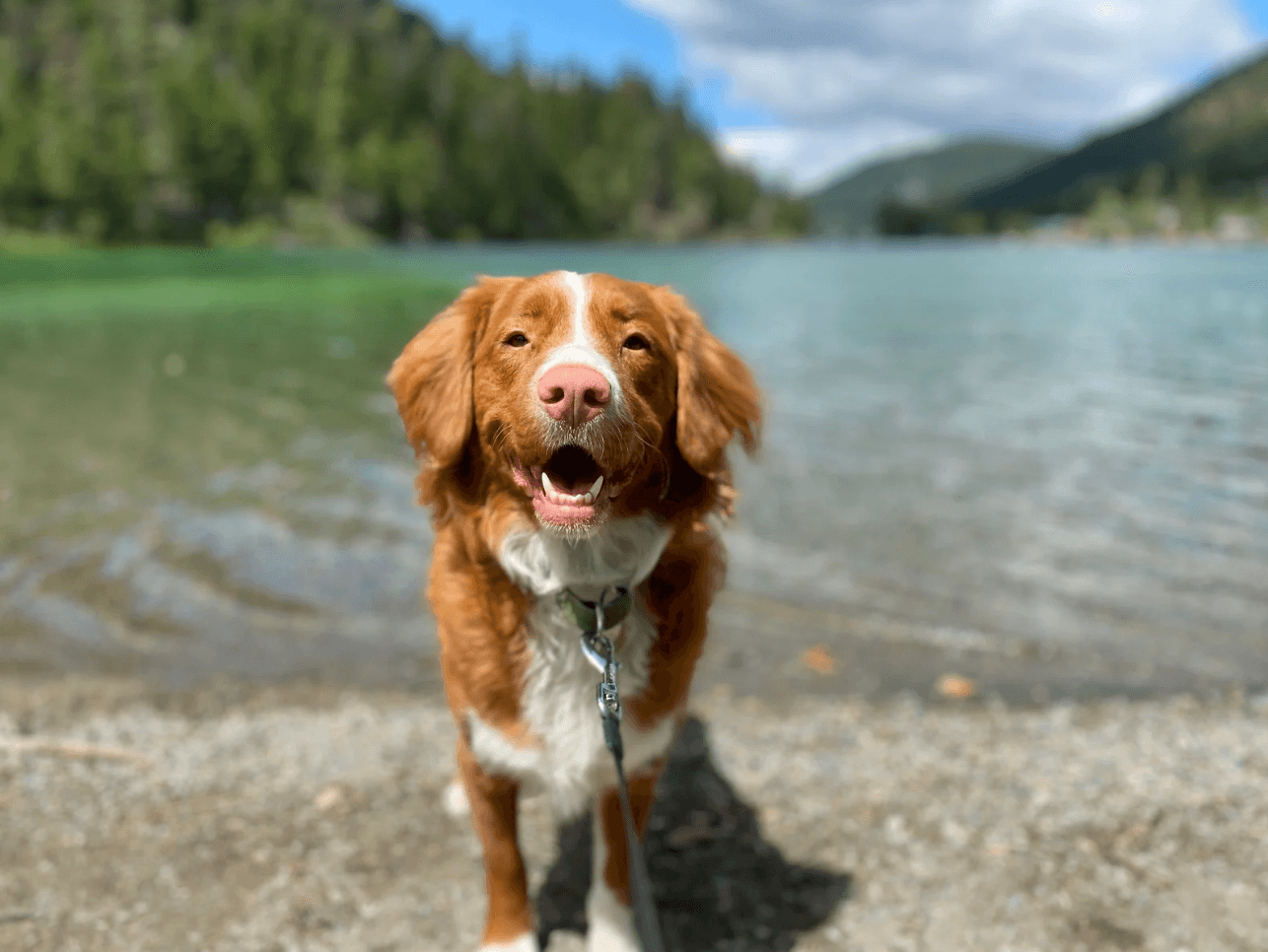 Dog smiling in front of a lake
