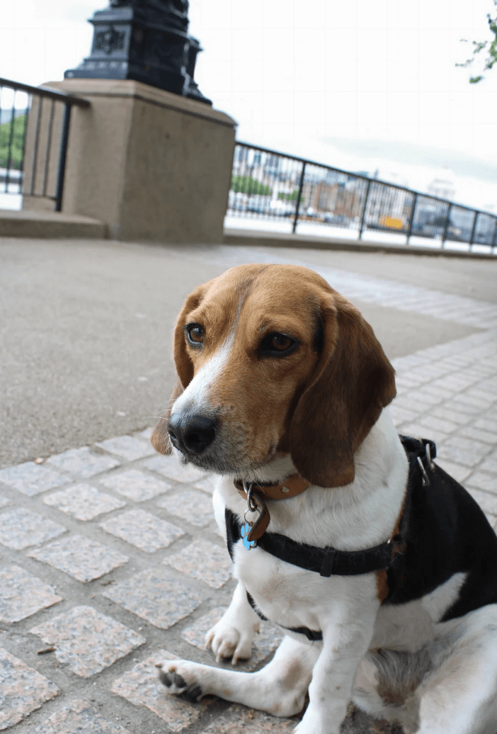 Dog walking in London