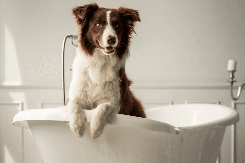 Dog in hotel bathtub smiling