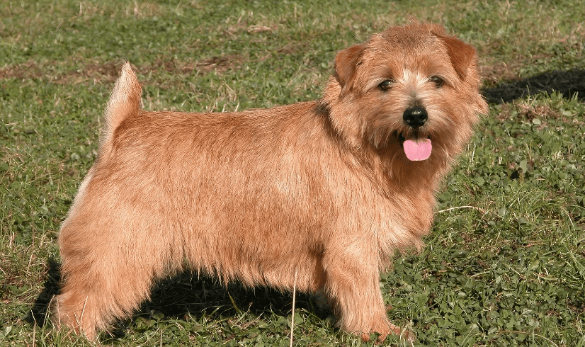 Dog on a field in Norfolk