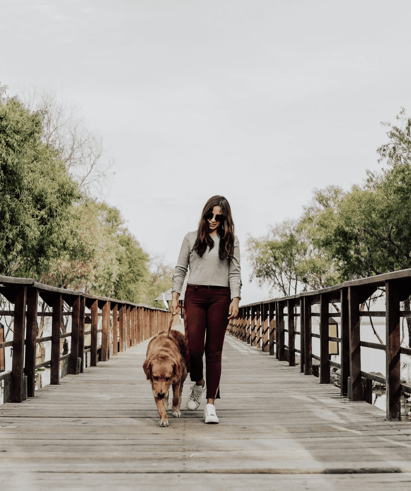 Dog walking along a bridge with owner