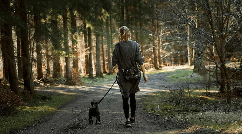 Dog walking in picturesque woodland