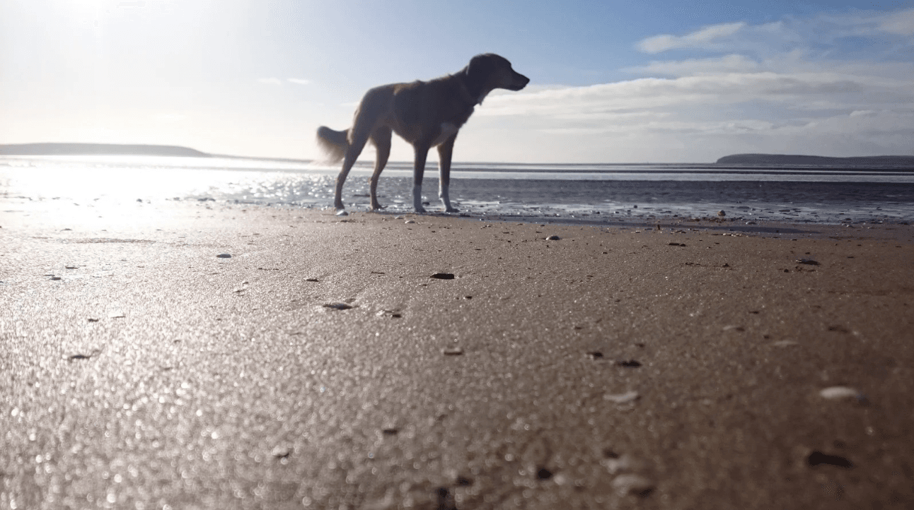 Dog enjoying Northern Ireland beach