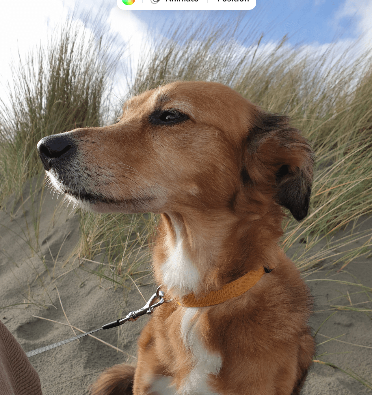 Dog on a beach in Northern Ireland