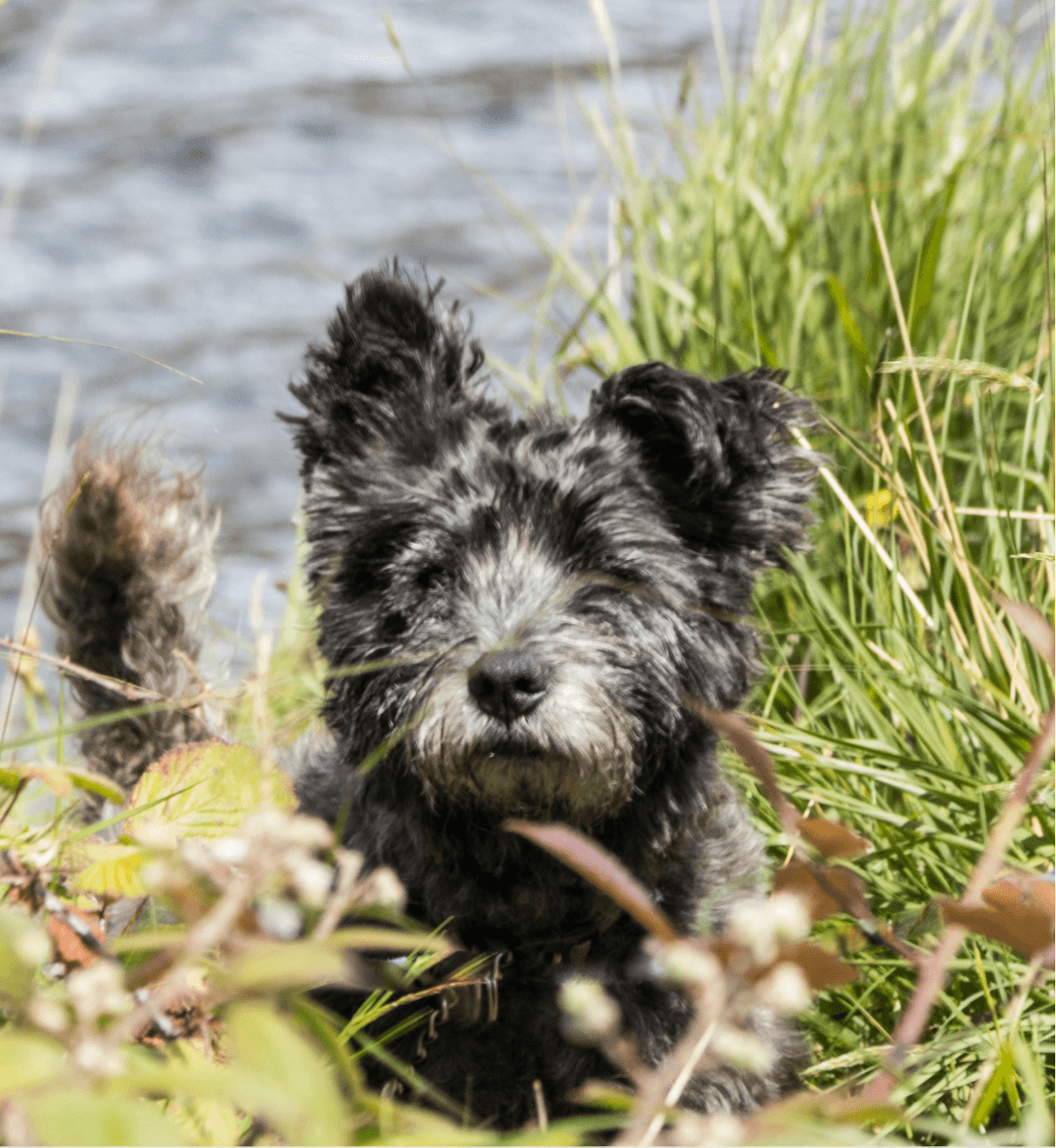 Dog walking in grass near a dog-friendly hotel