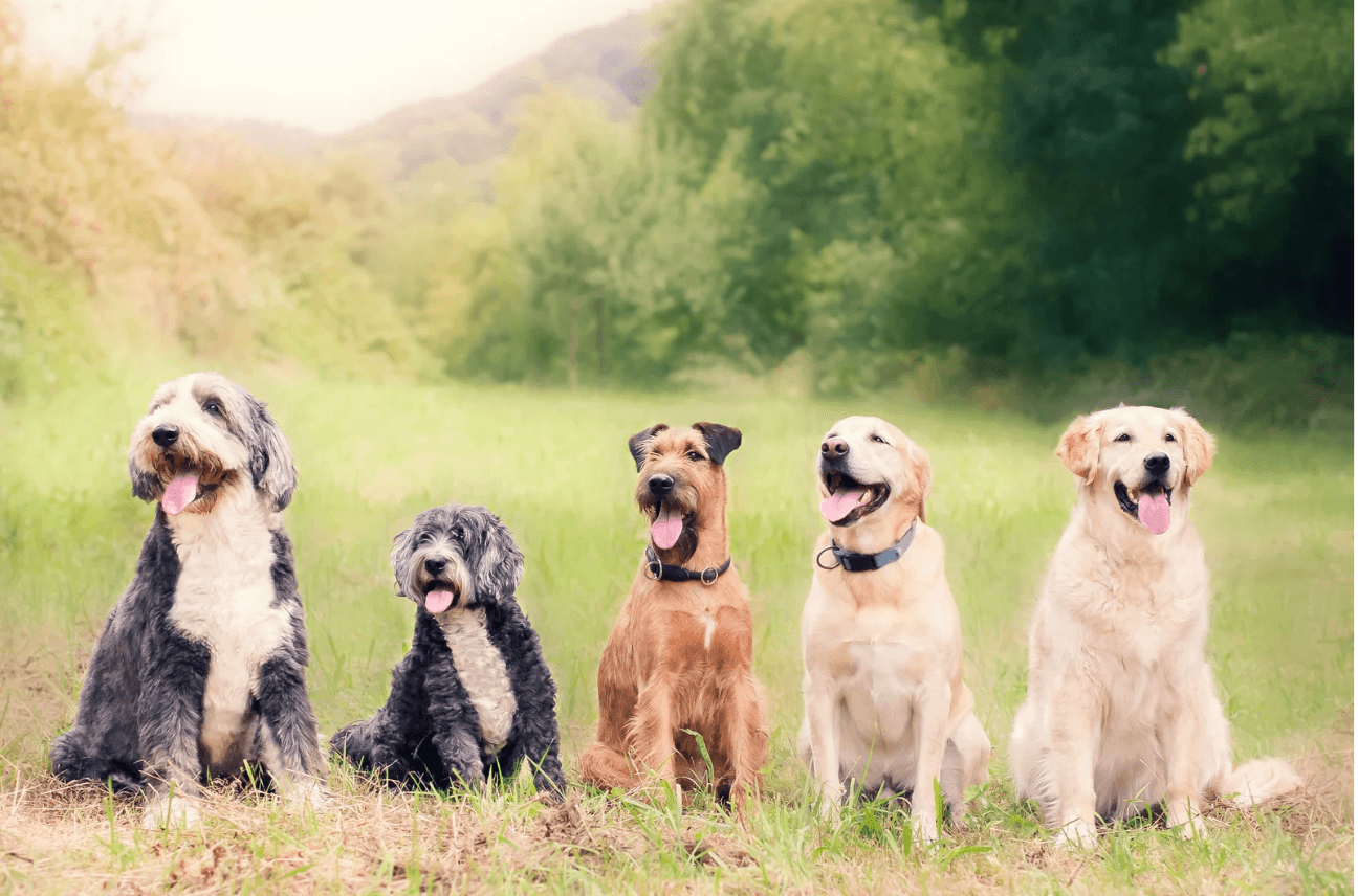 Dogs playing in a field in Europe