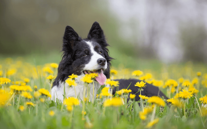 Dog enjoying the spring flowers in a field
