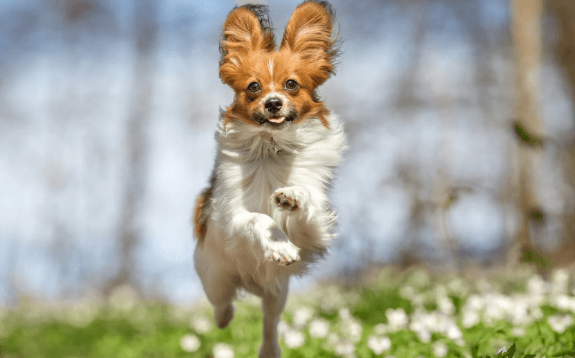 Dog jumping joyfully among daisies