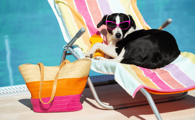 Dog relaxing on a sun lounger with sunglasses
