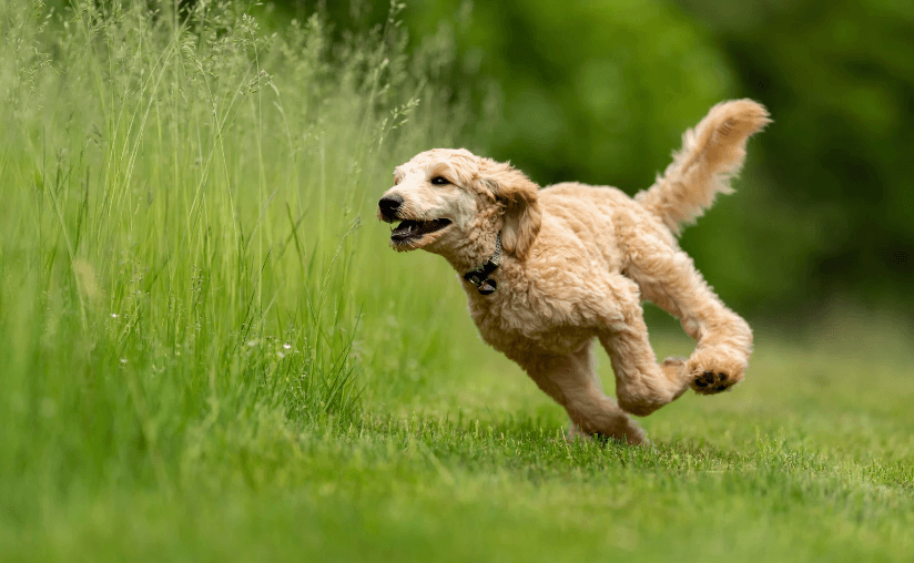 Dog joyfully zooming around a field
