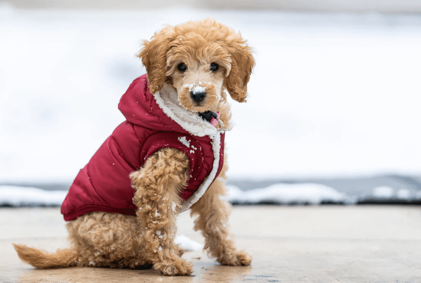 Dog in a cool fluffy coat