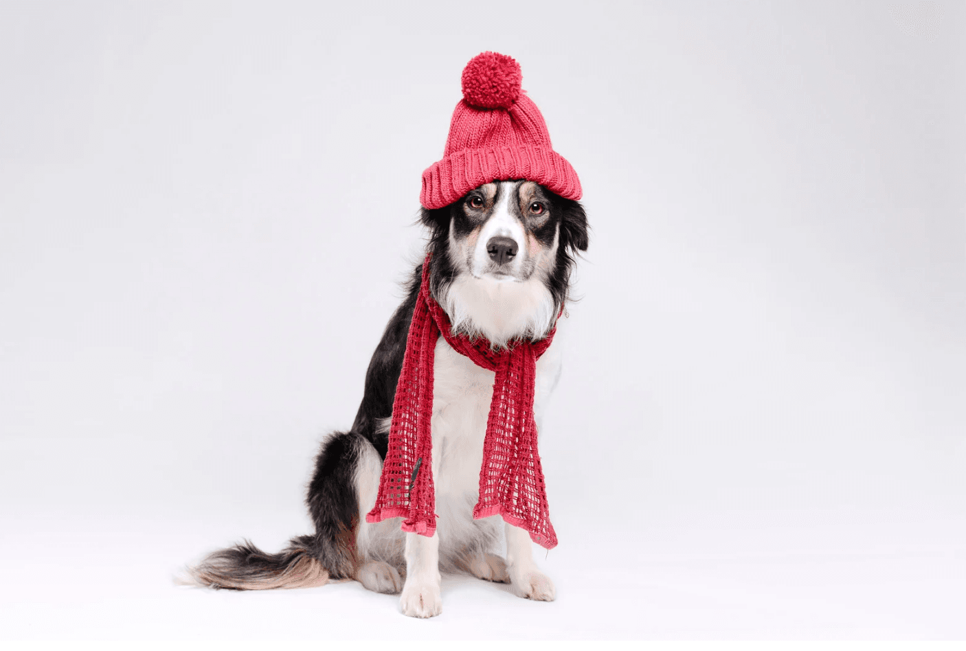 Dog in a hat and scarf